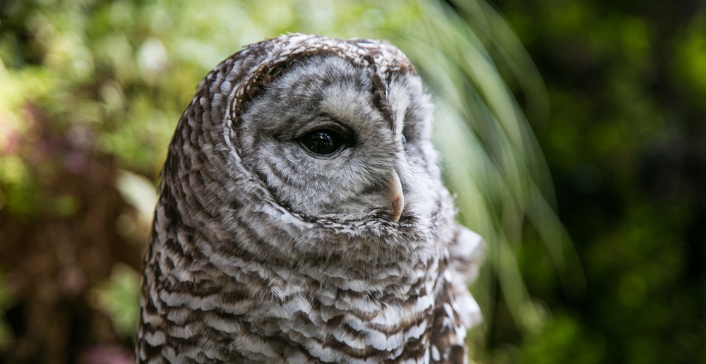 Owl at West Sound Wildlife Shelter